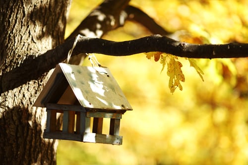 Empty Nest